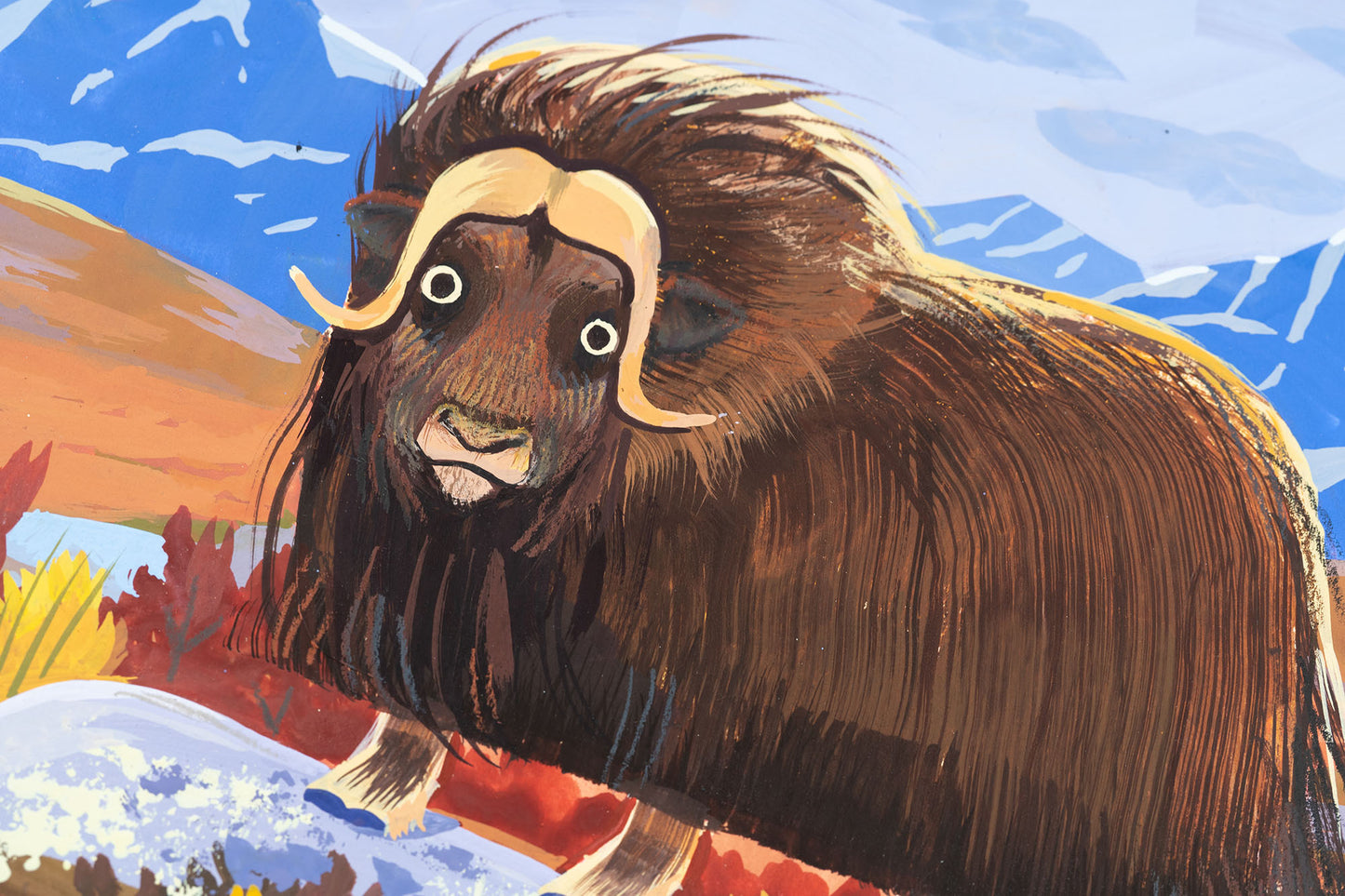 Muskox