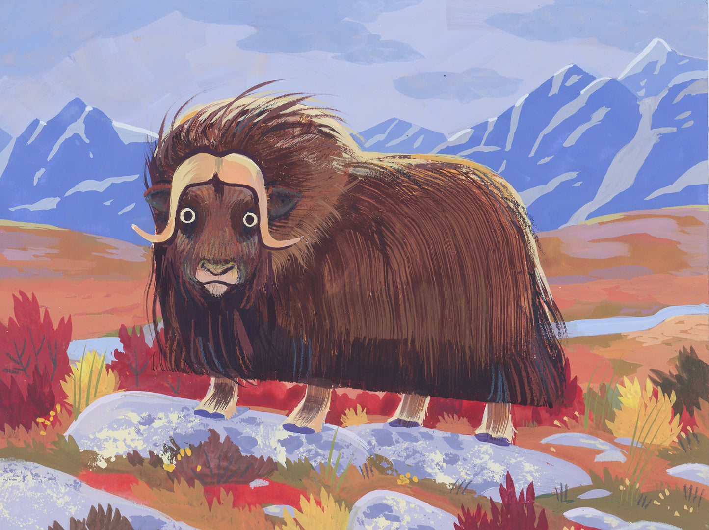 Muskox